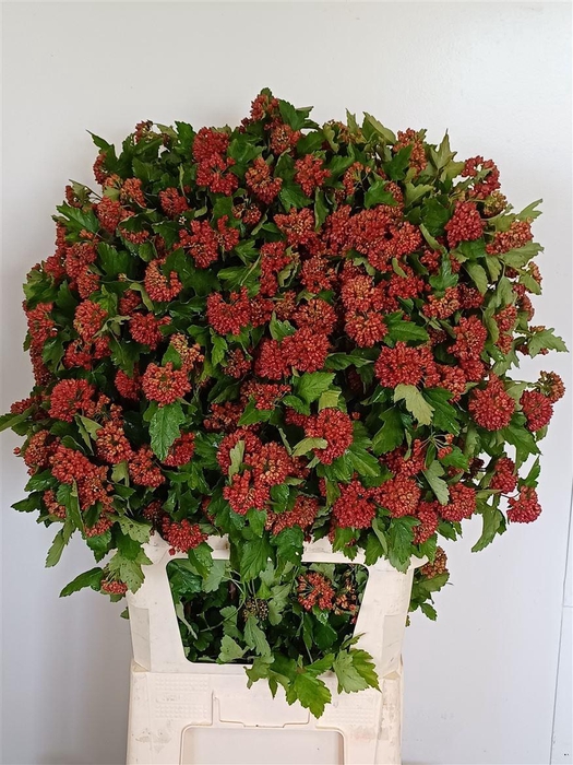 <h4>Physocarpus Op Mag Spr Sapphire</h4>