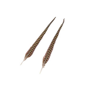 Feather Pheasant 2 Pcs L48