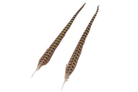 Feather Pheasant 2 Pcs L48