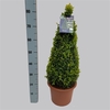 Buxus overig