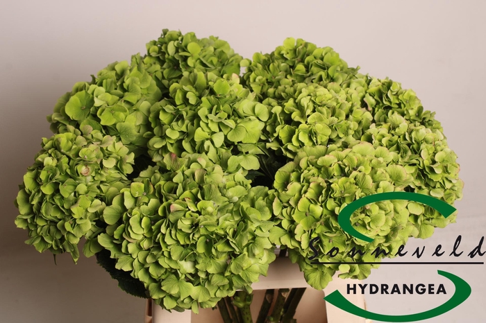 <h4>HYDR M CH VERENA CL</h4>