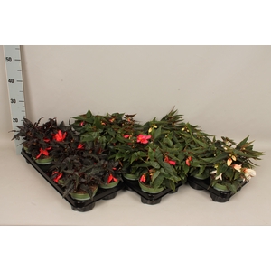 Begonia Hang Divers