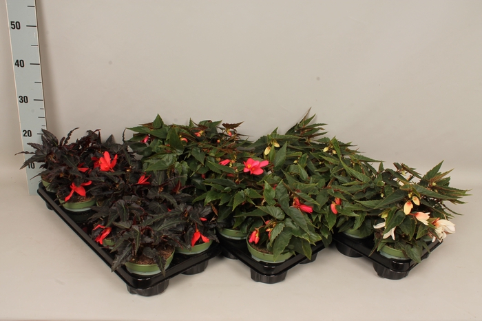 <h4>Begonia Hang Divers</h4>