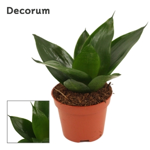 Sansevieria Hahnii 6 cm Black Jade (Decorum)
