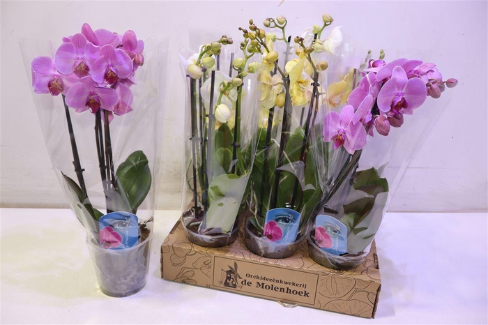 <h4>Phal Gem 4 Kl</h4>