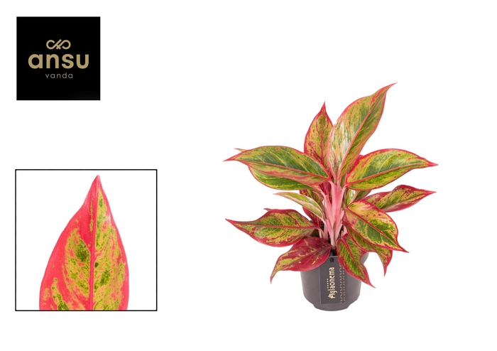 <h4>Aglaonema Jungle Lava</h4>