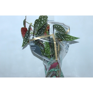 BEGONIA MACULATA P17 PO