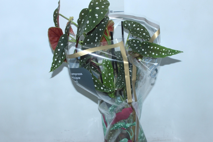 <h4>BEGONIA MACULATA P17 PO</h4>