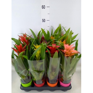 Guzmania   ...mix
