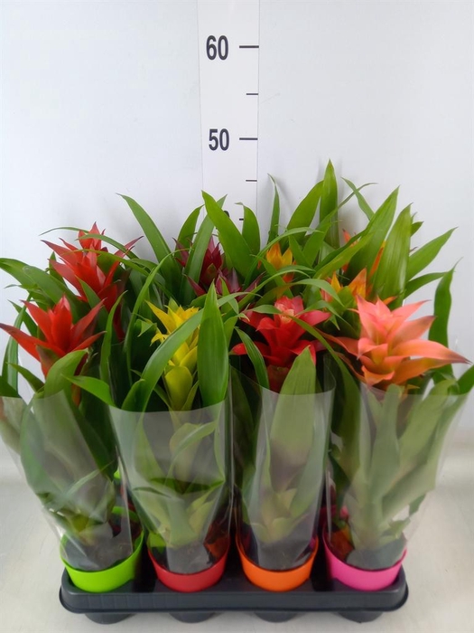 <h4>Guzmania   ...mix</h4>