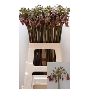 NECT SICULUM BULGAR