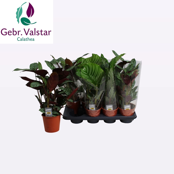 <h4>CALAT GEM 3 SRT</h4>