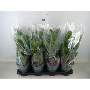 Zamioculcas zamiifolia