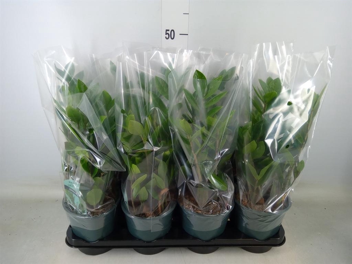 <h4>Zamioculcas zamiifolia</h4>