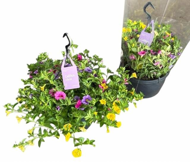 <h4>CALIB TR TRICOLORE</h4>