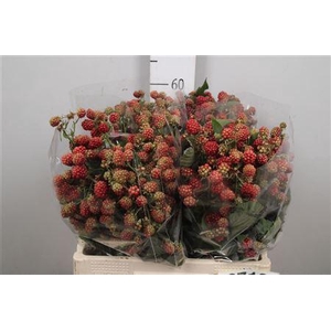 Rubus Fr Chester