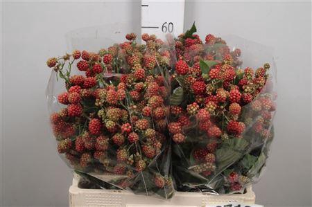 Rubus Fr Chester
