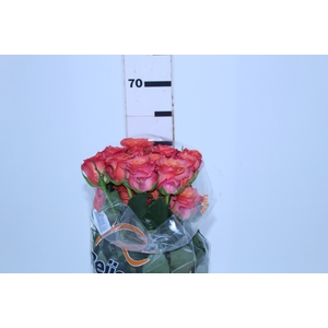 ROSA BATIK 060 CM ESTUFA