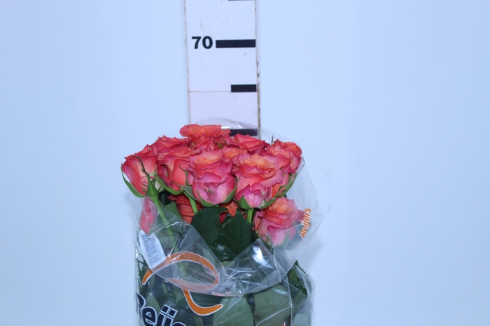 ROSA BATIK 060 CM ESTUFA