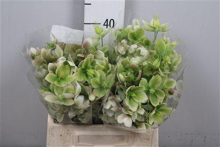 <h4>Hell Magnific Bells</h4>