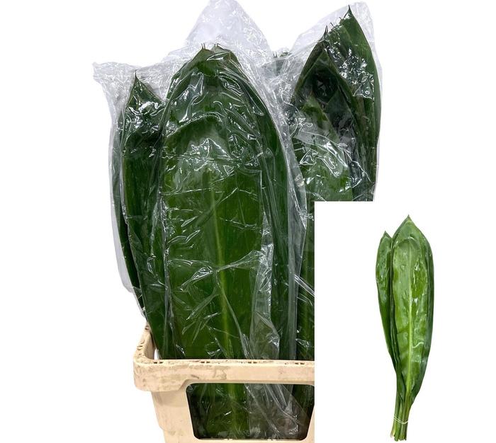 <h4>CORD FR GREEN TI</h4>