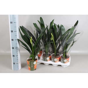 CLIVIA MI