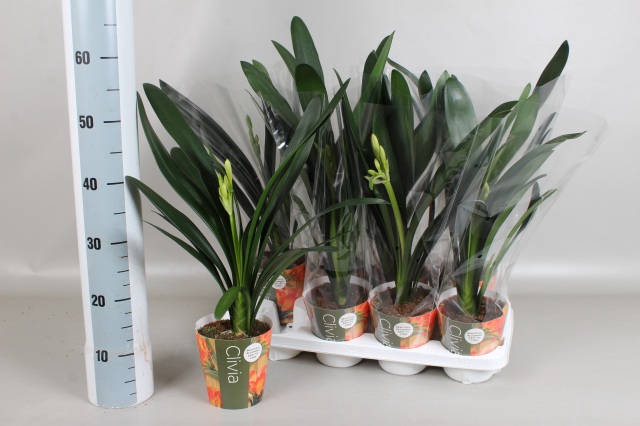 <h4>CLIVIA MI</h4>