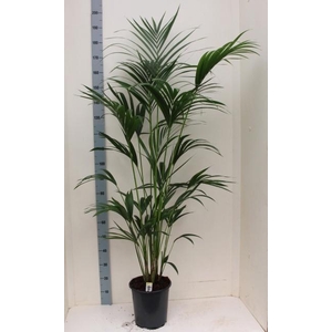 HOWEA FORSTERIANA