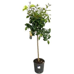 Citrus hystrix