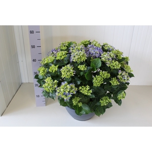 HYDR M EARLY BLUE