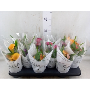 Zantedeschia   ...mix