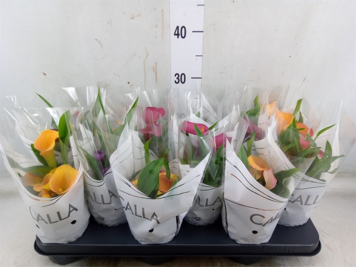<h4>Zantedeschia   ...mix</h4>