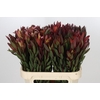Leucadendron Safari Sunset