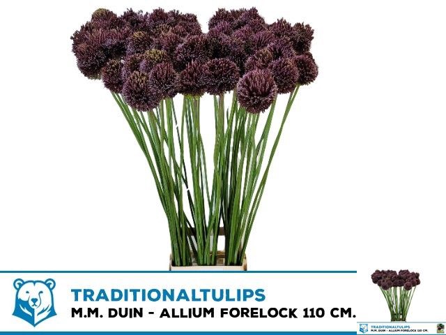 ALLIUM FORELOCK