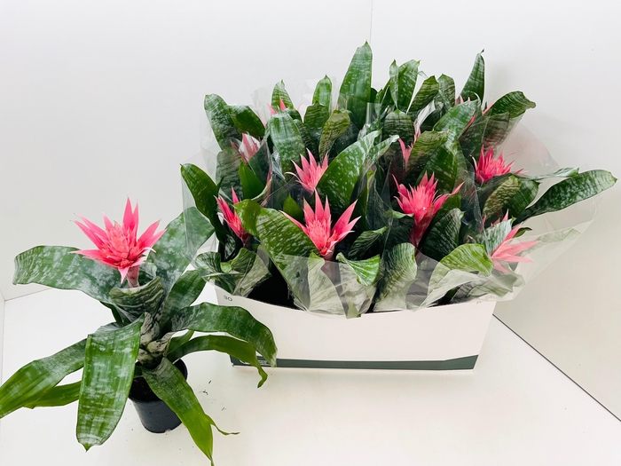 <h4>AECH FAS PRIMERA</h4>