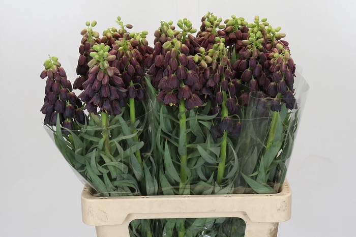 <h4>Fritillaria Persica</h4>