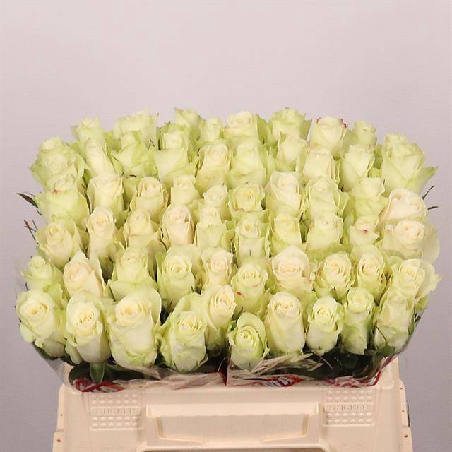 <h4>Rosa large athena</h4>