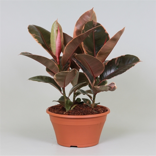 <h4>Arrangement Ficus belize in schaal</h4>