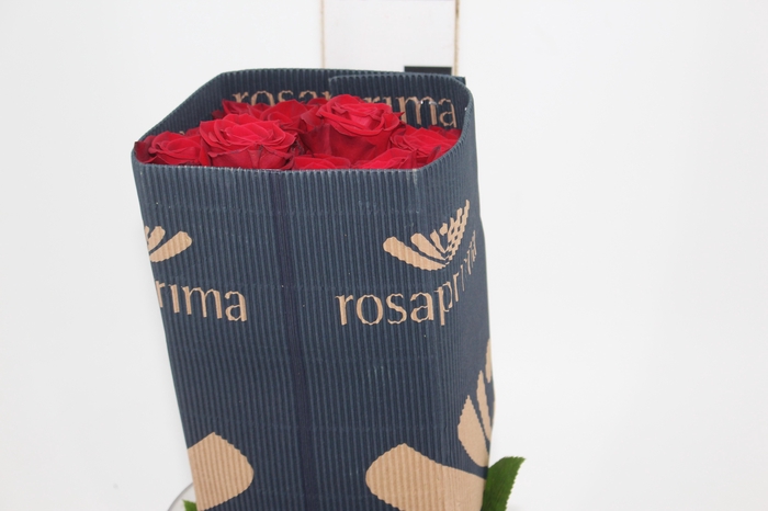 <h4>ROSA VERMELHA FREEDOM 050 IMPORTADA</h4>