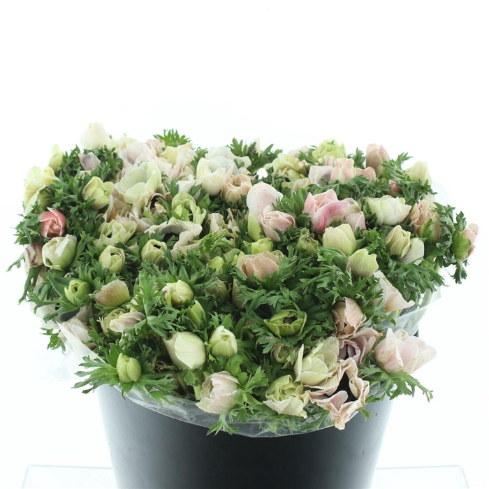 <h4>Anem Mistral Sr White Extra</h4>