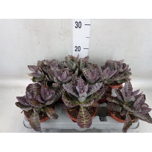 Kalanchoe NF marmorata 'Partridge'