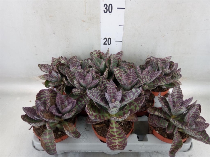 <h4>Kalanchoe NF marmorata 'Partridge'</h4>