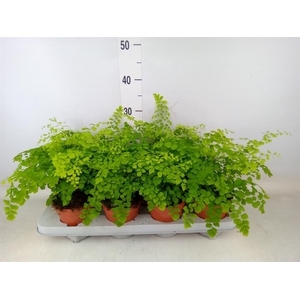 Adiantum raddi. 'Fragrans'