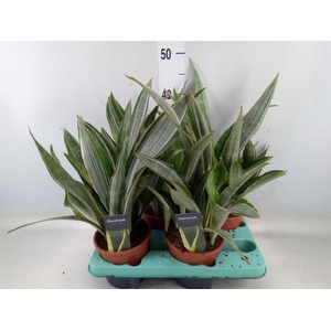 Sansevieria trifa.   ...