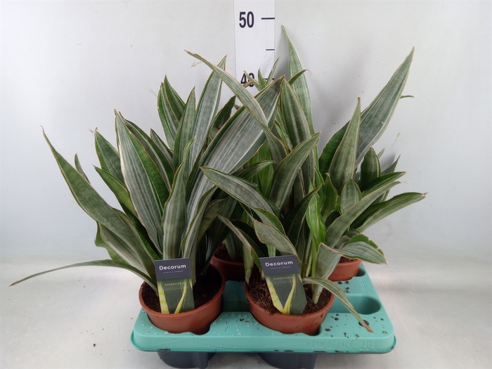 <h4>Sansevieria trifa.   ...</h4>