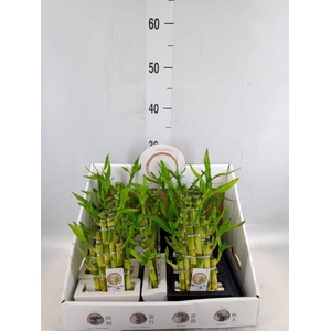 Dracaena sand. 'Lucky Bamboo' ..pyr