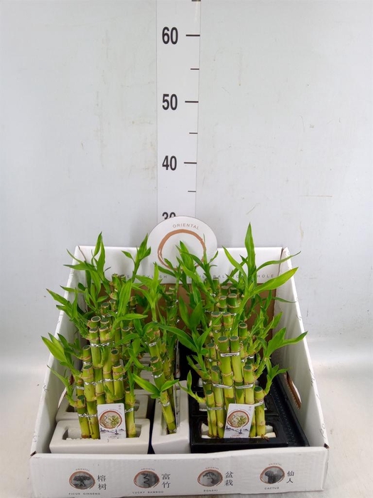 <h4>Dracaena sand. 'Lucky Bamboo' ..pyr</h4>