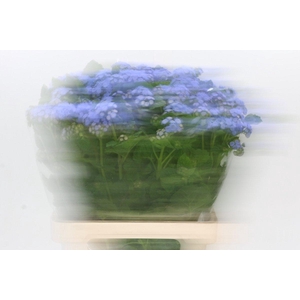 Ageratum Blue Planet