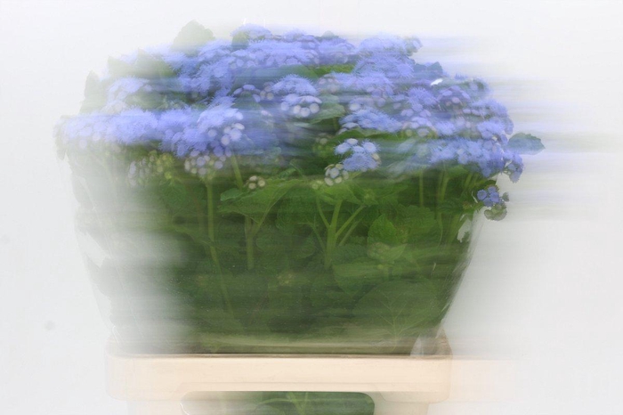 <h4>Ageratum Blue Planet</h4>