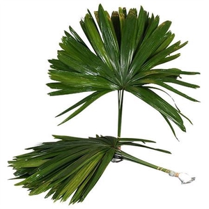 Palmblad Raphis